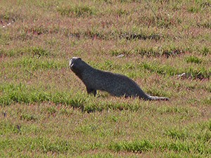 Egyptian-Mongoose-backlit © John Muddeman