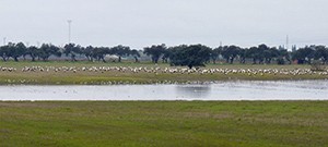 Laguna-Torremejías © John Muddeman