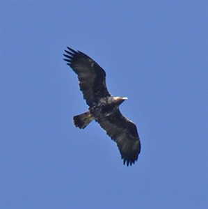 Spanish-Imperial-Eagle-imma © John Muddeman