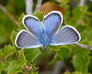Silver-studded Blue male – Plebejus argus © John Muddeman