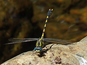 Large Pincertail - Onychogomphus uncatus © John Muddeman