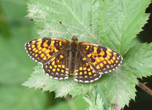 False Heath Fritillary - Melitaea diamina © Mike Lockwood