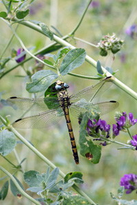 Small pincertail - Onychogomphus forcipatus © Mike Lockwood