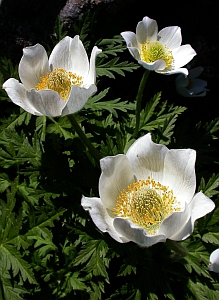 Alpine Pasque-flower – Pulsatilla alpina ssp. cantabrica © Teresa Farino