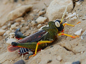 Dericorys lobata luteipes © Teresa Farino