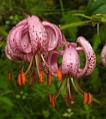 Martagon Lily – Lilium martagon