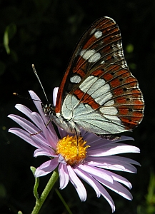 Southern White Admiral – Limenitis reducta © Teresa Farino