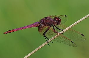 Male Violet Dropwing - Trithemis annulata © Teresa Farino