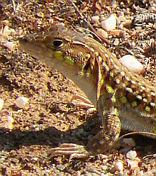 Spiny-footed Lizard - Acanthodactylus erythrurus © Teresa Farino
