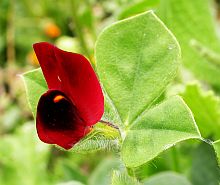 Asparagus Pea - Tetragonolobus purpureus © Teresa Farino