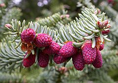 Spanish Fir - Abies pinsapo © Teresa Farino