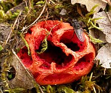 Clathrus ruber © Teresa Farino