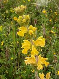 Phlomis lychnitis © Teresa Farino