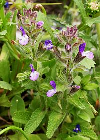 Annual Clary - Salvia viridis © Teresa Farino