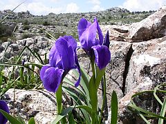 Iris lutescens ssp. subbiflora © Teresa Farino