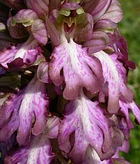 Giant Orchid - Barlia robertiana © Teresa Farino