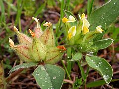 Bladder Vetch - Tripodion tetraphyllum © Teresa Farino