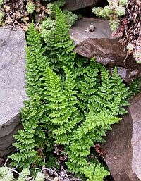 Cheilanthes acrostica © Teresa Farino