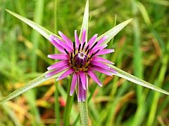 Slender Salsify - Tragopogon hybridus © Teresa Farino