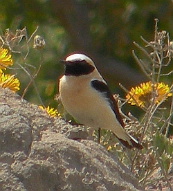 Black-eared Wheatear - Oenanthe hispanica © Teresa Farino