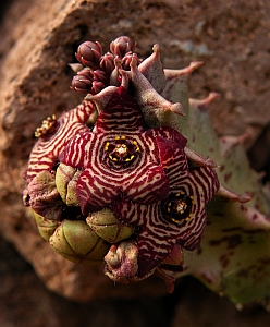 Caralluma europaea © Teresa Farino