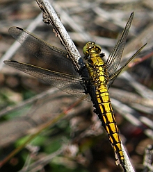 Female Black-tailed Skimmer - Orthetrum cancellatum © Teresa Farino