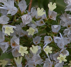 Limonium lobatum © Teresa Farino