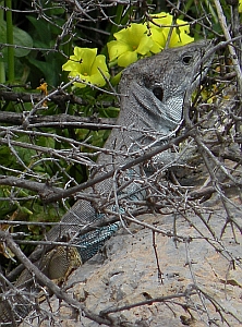 Male Ocellated Lizard - Timon lepidus nevadensis © Teresa Farino