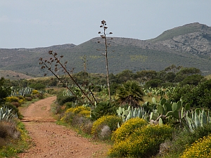 Behind Playa de los Genoveses © Teresa Farino