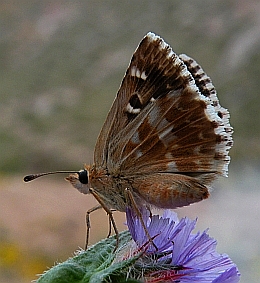 Sage Skipper - Syrichtus proto © Teresa Farino