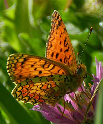 Aetherie Fritillary - Melitaea aetherie