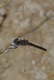 Black Pennant – Selysiothemis nigra