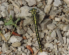 Female Pronged Clubtail – Gomphus graslinii