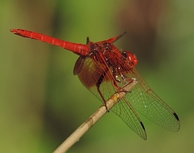 Male Orange-winged Dropwing – Trithemis kirbyi