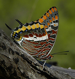 Two-tailed Pasha - Charaxes jasius