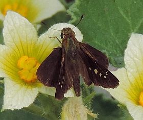 Zeller's Skipper - Borbo borbonica