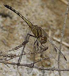 Black Percher – Diplacodes lefebvrii