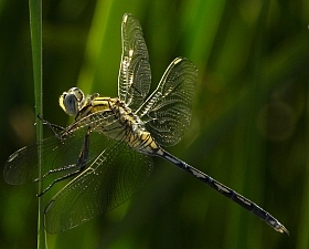 Female Long Skimmer – Orthetrum trinacria