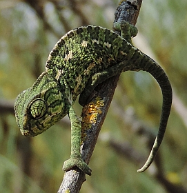 Mediterranean Chameleon – Chamaeleo chamaeleon