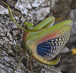 Mediterranean Mantis – Iris oratoria