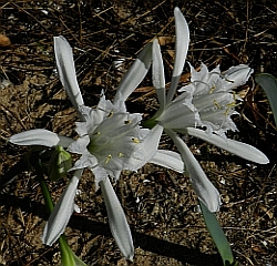 Sea Daffodil – Pancratium maritimum © Teresa Farino