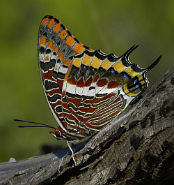 Two-tailed Pasha – Charaxes jasius