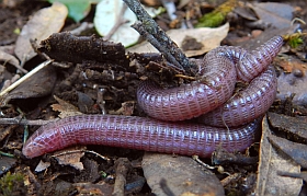 Maria's Worm Lizard – Blanus mariae