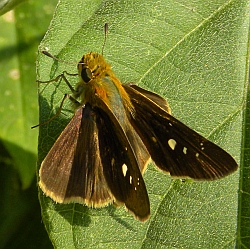 Zeller's Skipper – Borbo borbonica