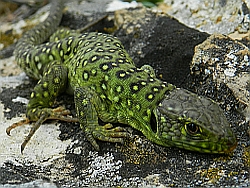 Juvenile Ocellated Lizard - Timon lepidus © Teresa Farino