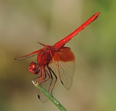 Male Orange-winged Dropwing – Trithemis kirbyi