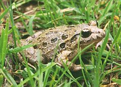 West Iberian Painted Frog - Discoglossus galganoi © Teresa Farino