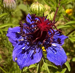 Fennel Flower - Nigella papillosa © Teresa Farino