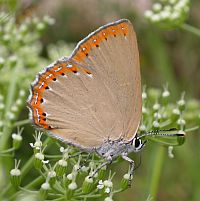 Spanish Purple Hairstreak - Laeosopis evippus © Teresa Farino