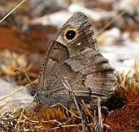 Tree Grayling - Hipparchia statilinus © Teresa Farino